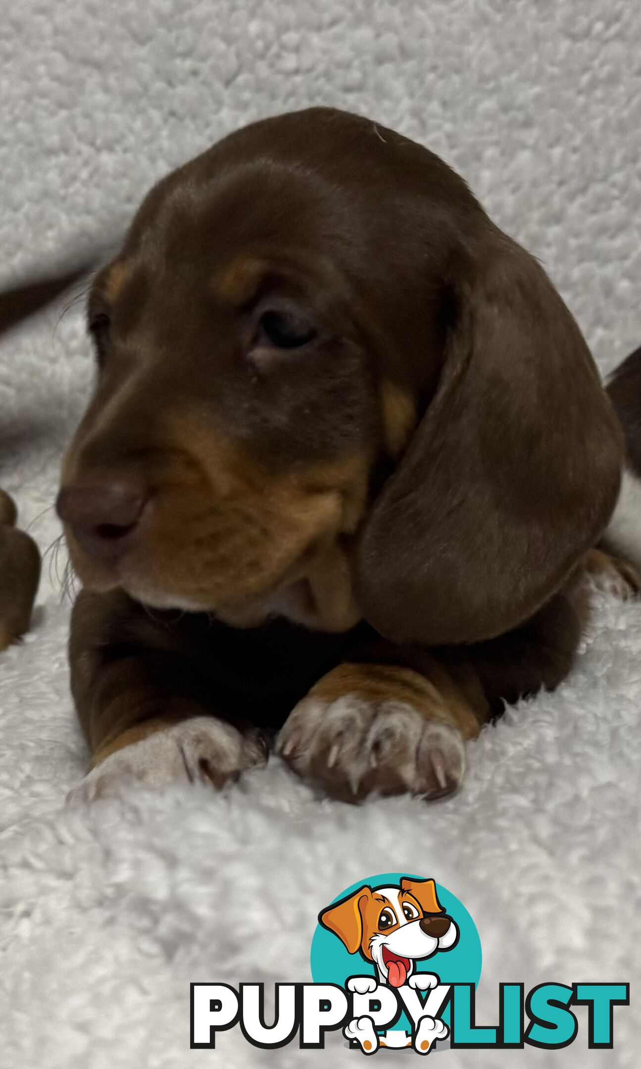 Mini Dachshund puppies