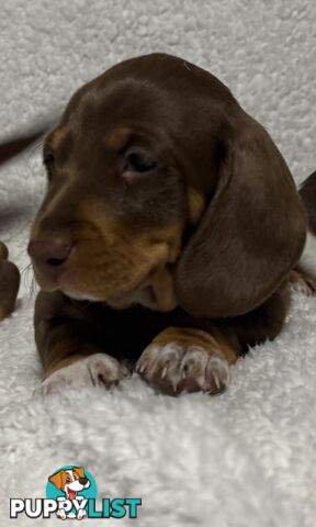 Mini Dachshund puppies