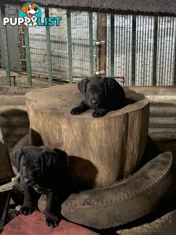 Labrador Puppies Purebred - Adults are hip & elbow scored and full DNA profile..