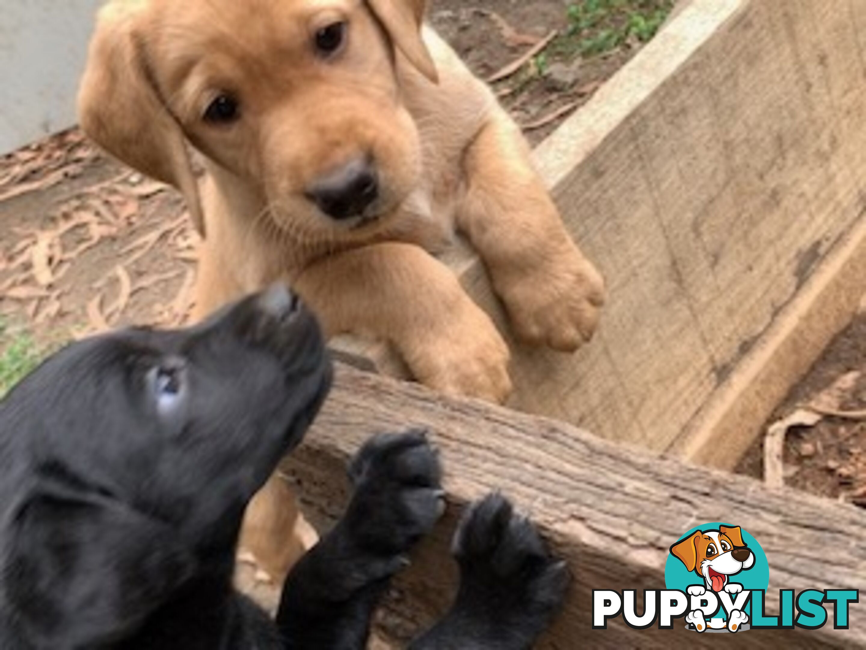 Labrador Puppies Purebred - Adults are hip &amp; elbow scored and full DNA profile..