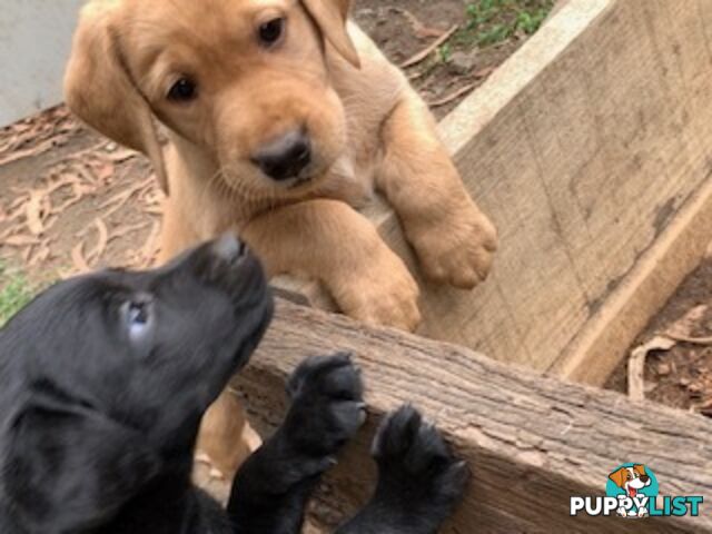 Labrador Puppies Purebred - Adults are hip &amp; elbow scored and full DNA profile..