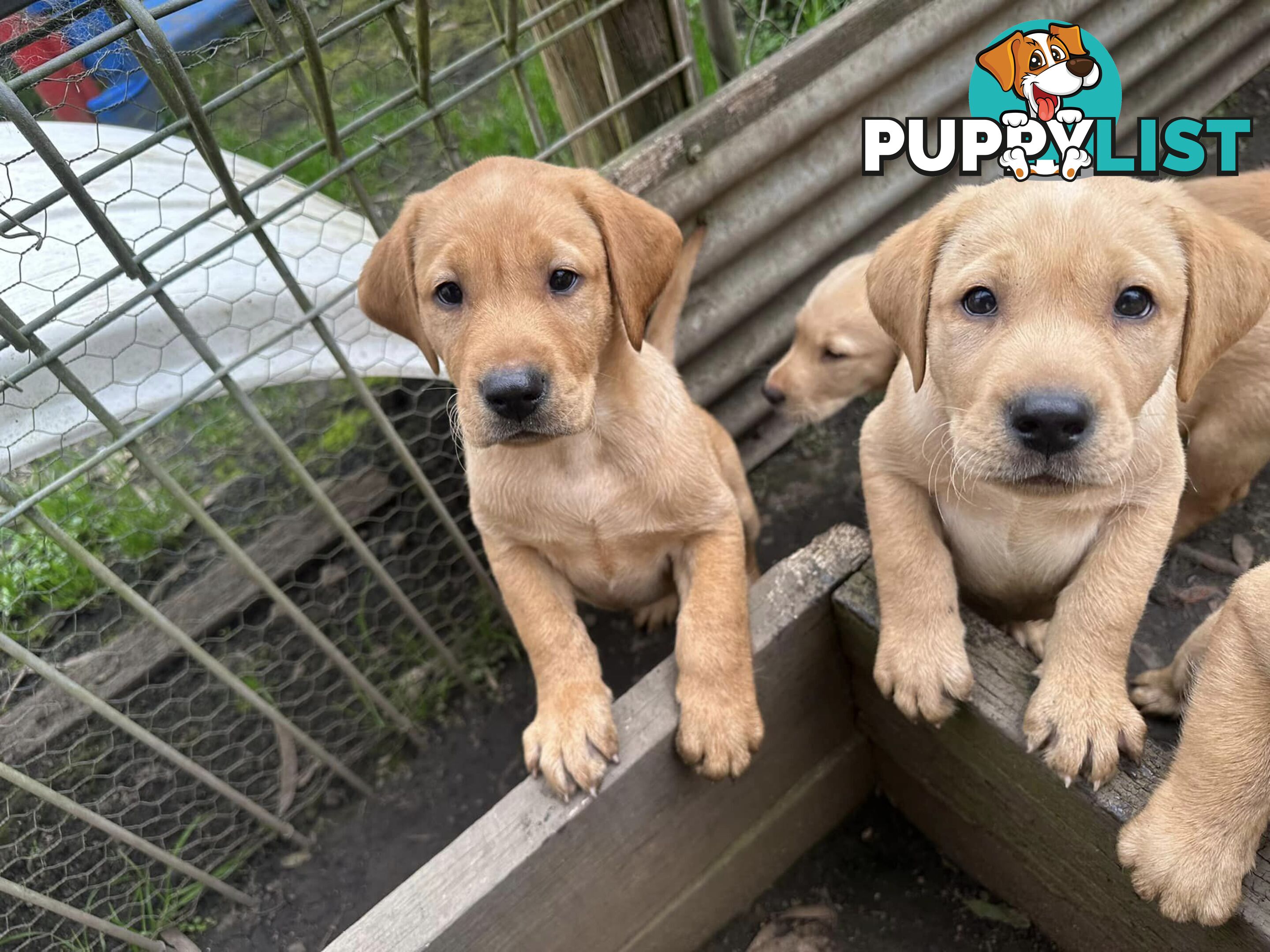 Labrador Puppies Purebred - Adults are hip &amp; elbow scored and full DNA profile..