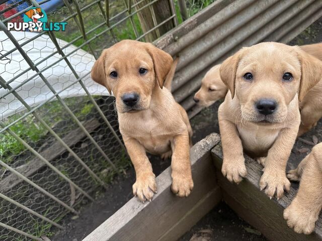 Labrador Puppies Purebred - Adults are hip &amp; elbow scored and full DNA profile..