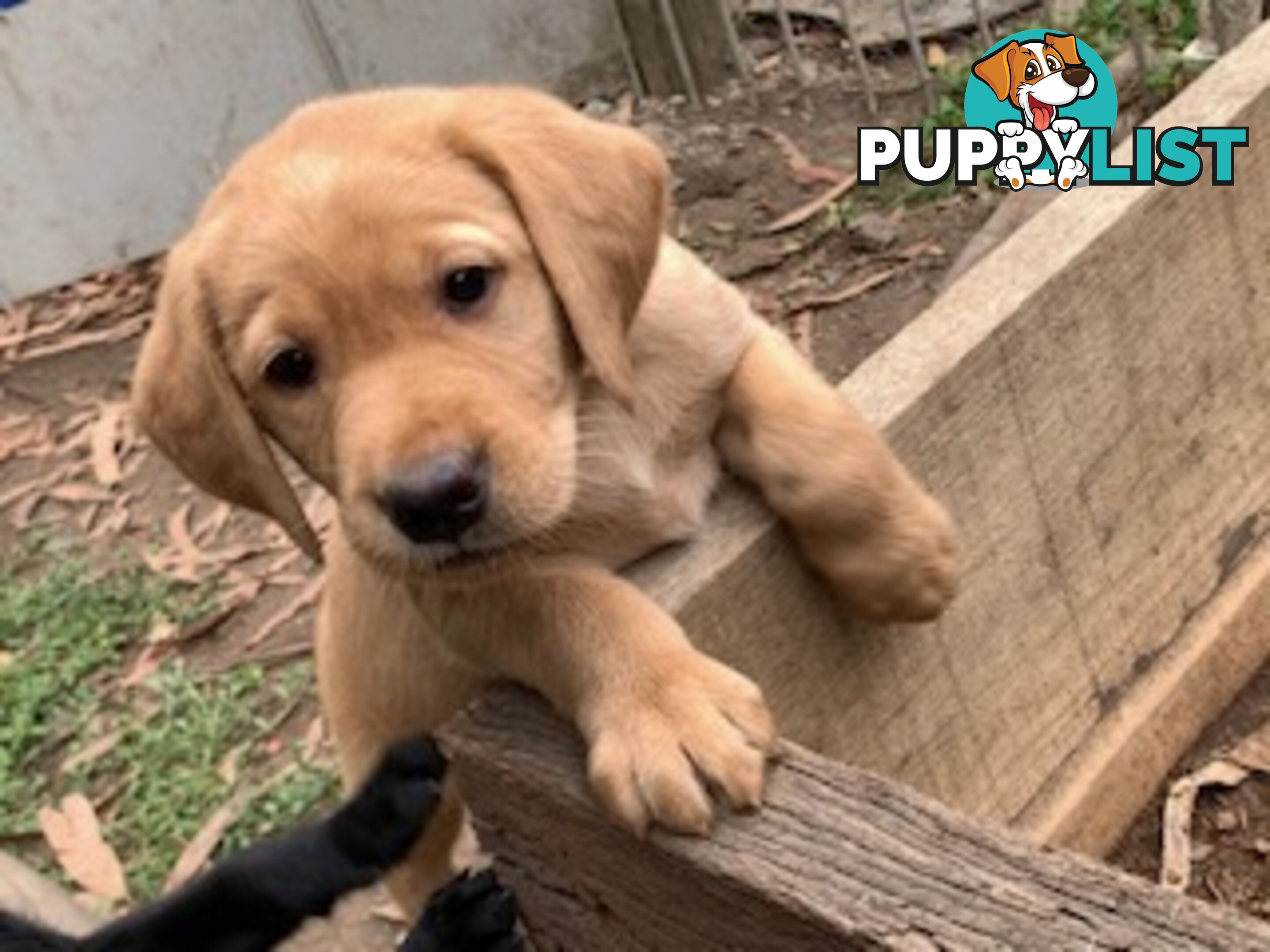 Labrador Puppies Purebred - Adults are hip &amp; elbow scored and full DNA profile..