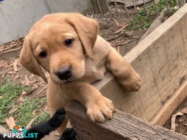 Labrador Puppies Purebred - Adults are hip &amp; elbow scored and full DNA profile..