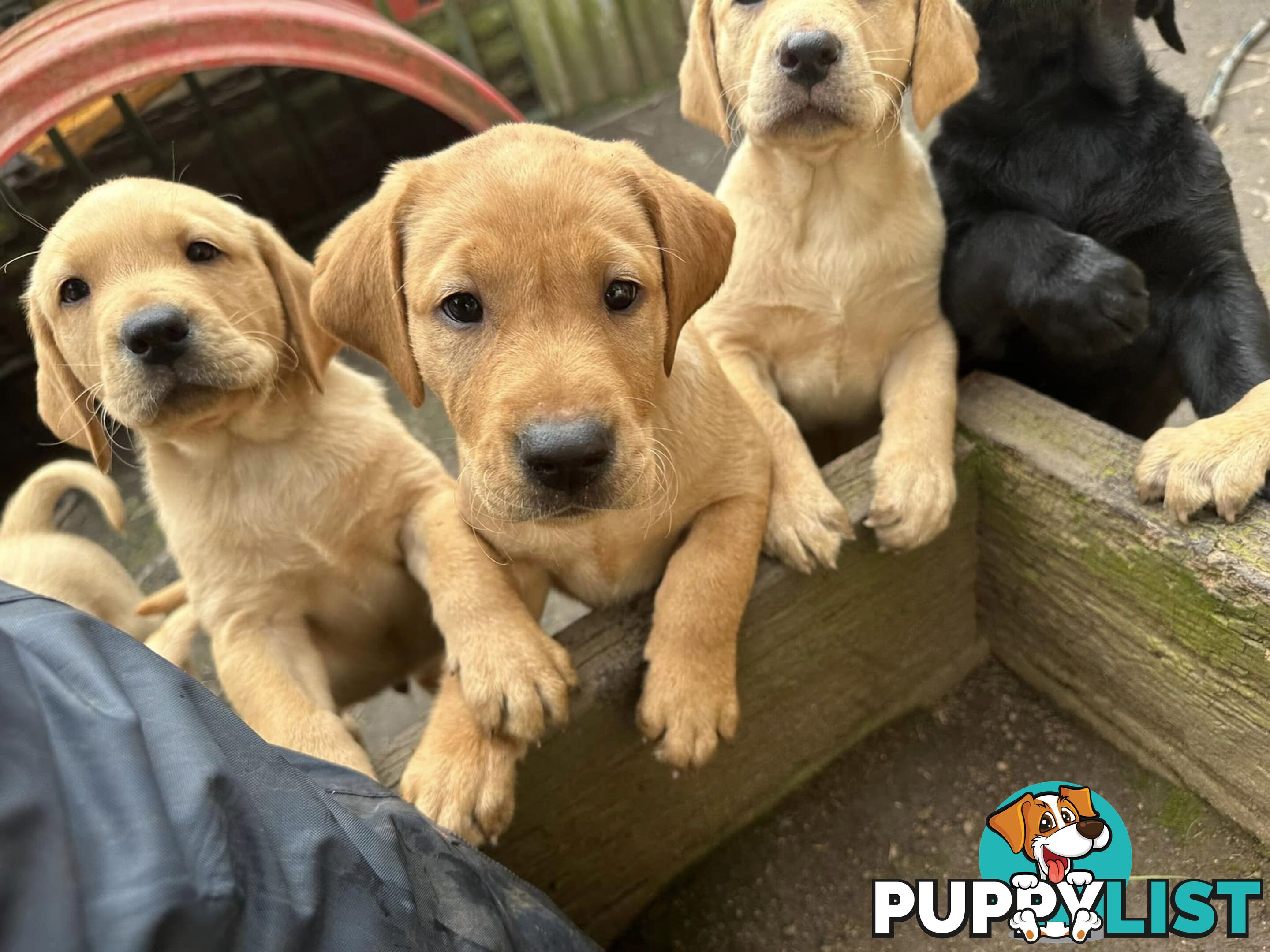 Labrador Puppies Purebred - Adults are hip &amp; elbow scored and full DNA profile..