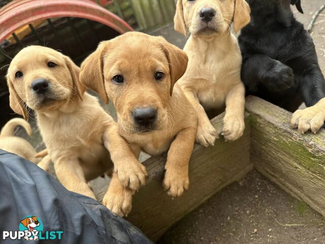 Labrador Puppies Purebred - Adults are hip &amp; elbow scored and full DNA profile..