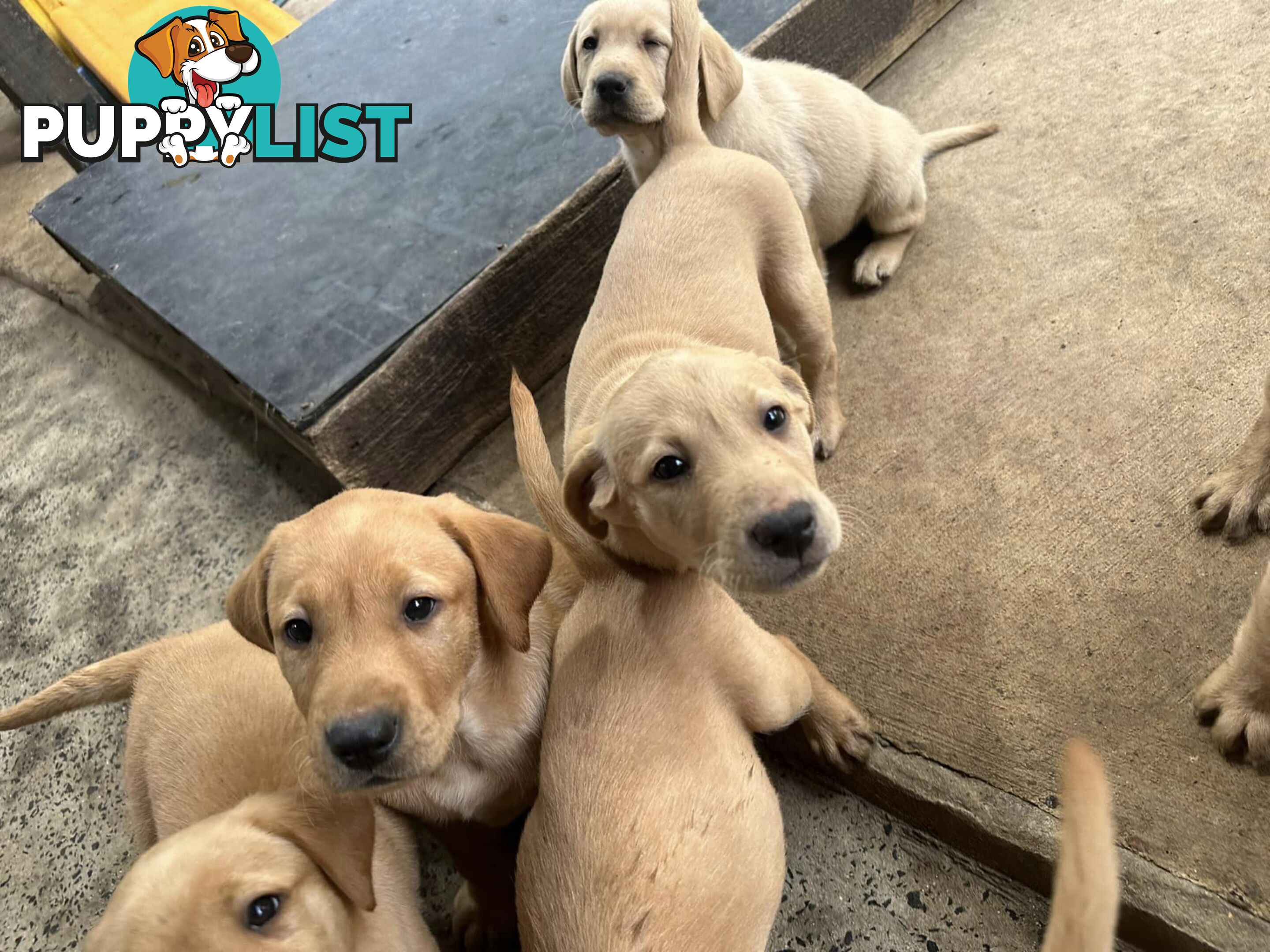 Labrador Puppies Purebred - Adults are hip &amp; elbow scored and full DNA profile..