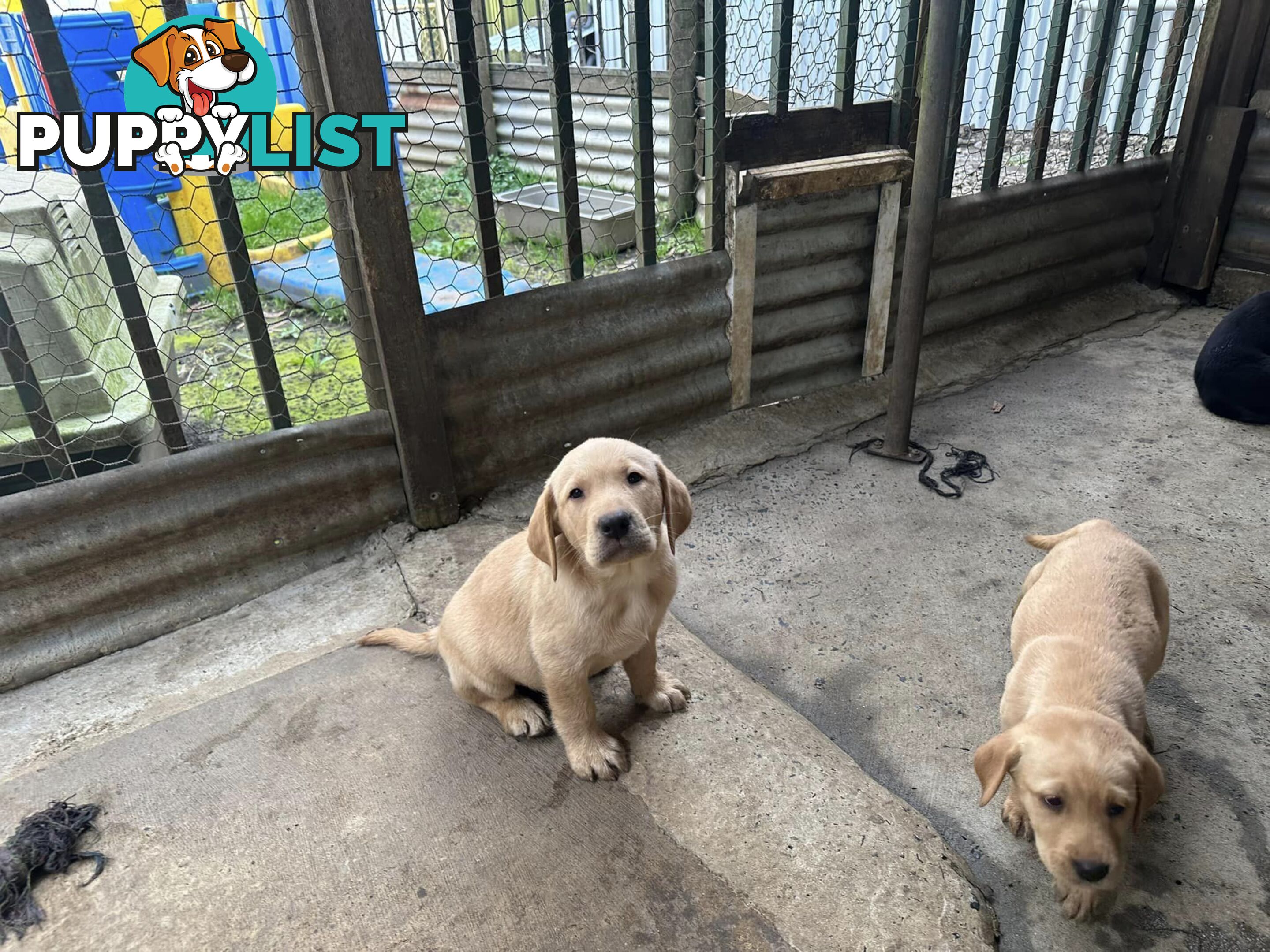 Labrador Puppies Purebred - Adults are hip &amp; elbow scored and full DNA profile..