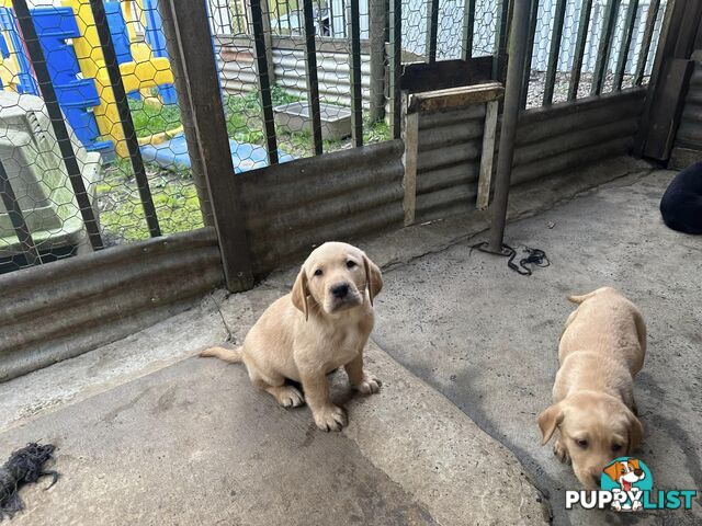 Labrador Puppies Purebred - Adults are hip &amp; elbow scored and full DNA profile..