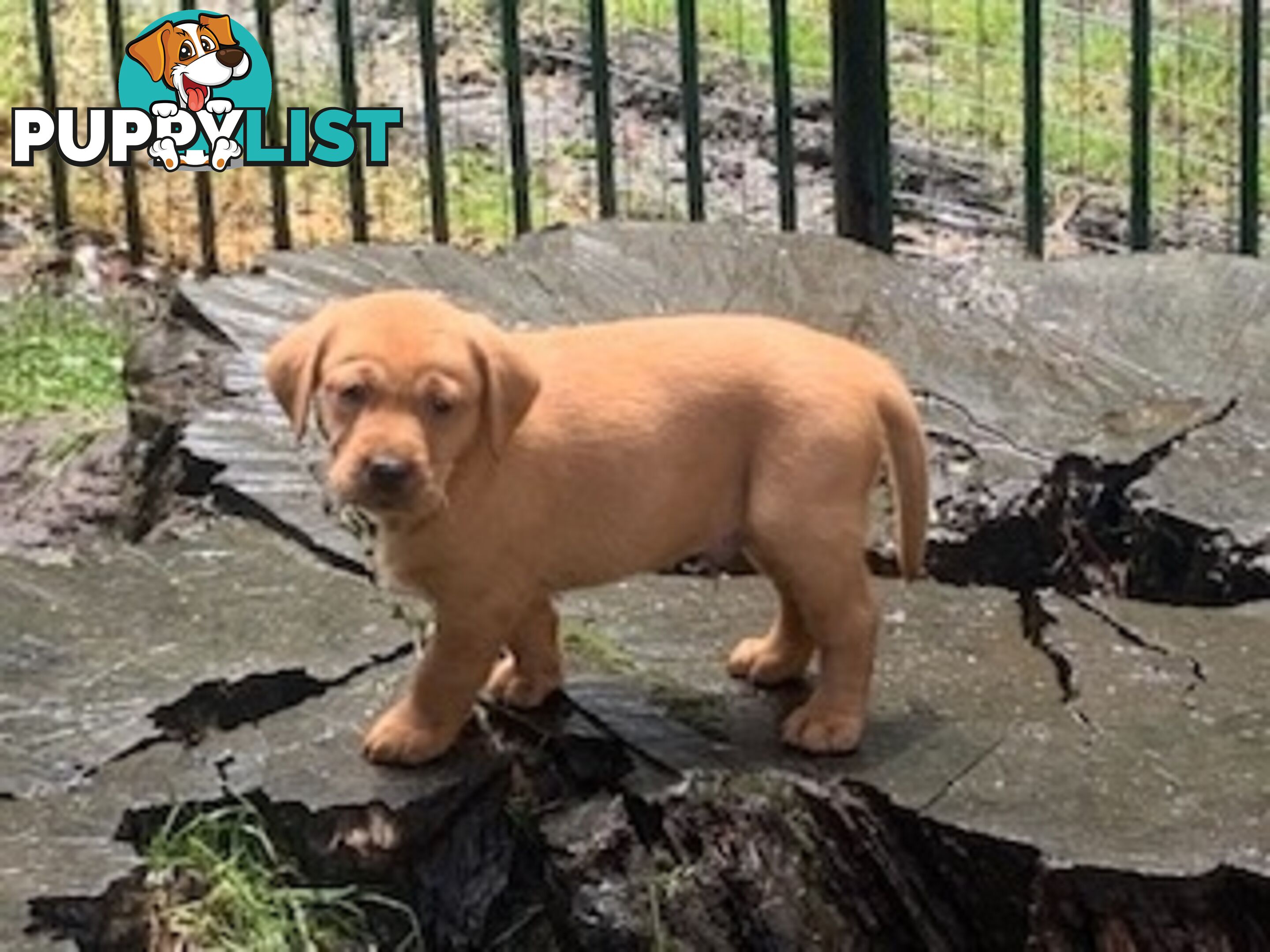 Labrador Puppies Purebred - Adults are hip &amp; elbow scored and full DNA profile..