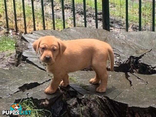 Labrador Puppies Purebred - Adults are hip &amp; elbow scored and full DNA profile..