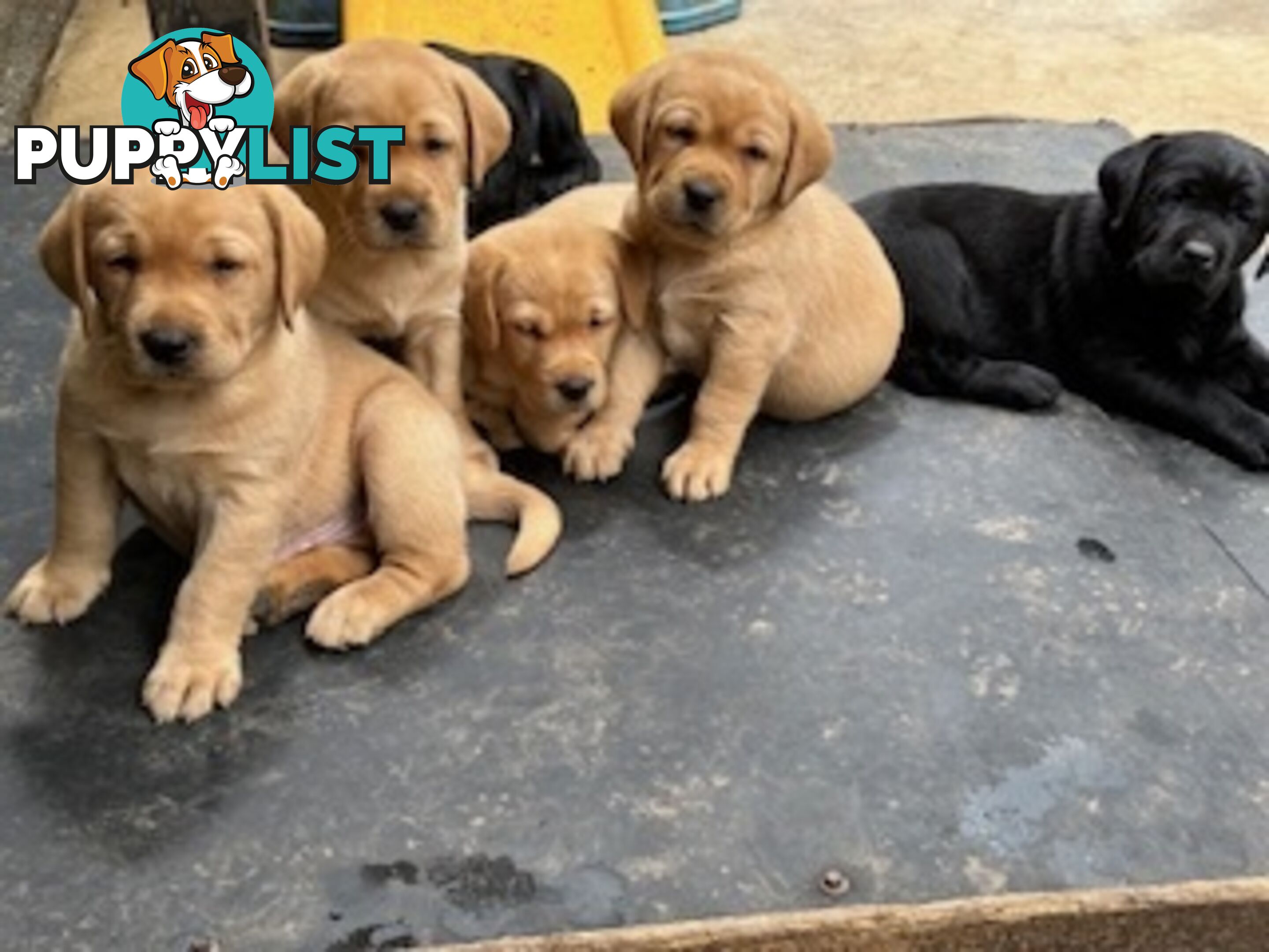 Labrador Puppies Purebred - Adults are hip &amp; elbow scored and full DNA profile..