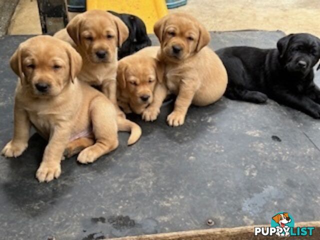 Labrador Puppies Purebred - Adults are hip &amp; elbow scored and full DNA profile..