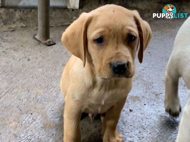 Labrador Puppies Purebred - Adults are hip &amp; elbow scored and full DNA profile..