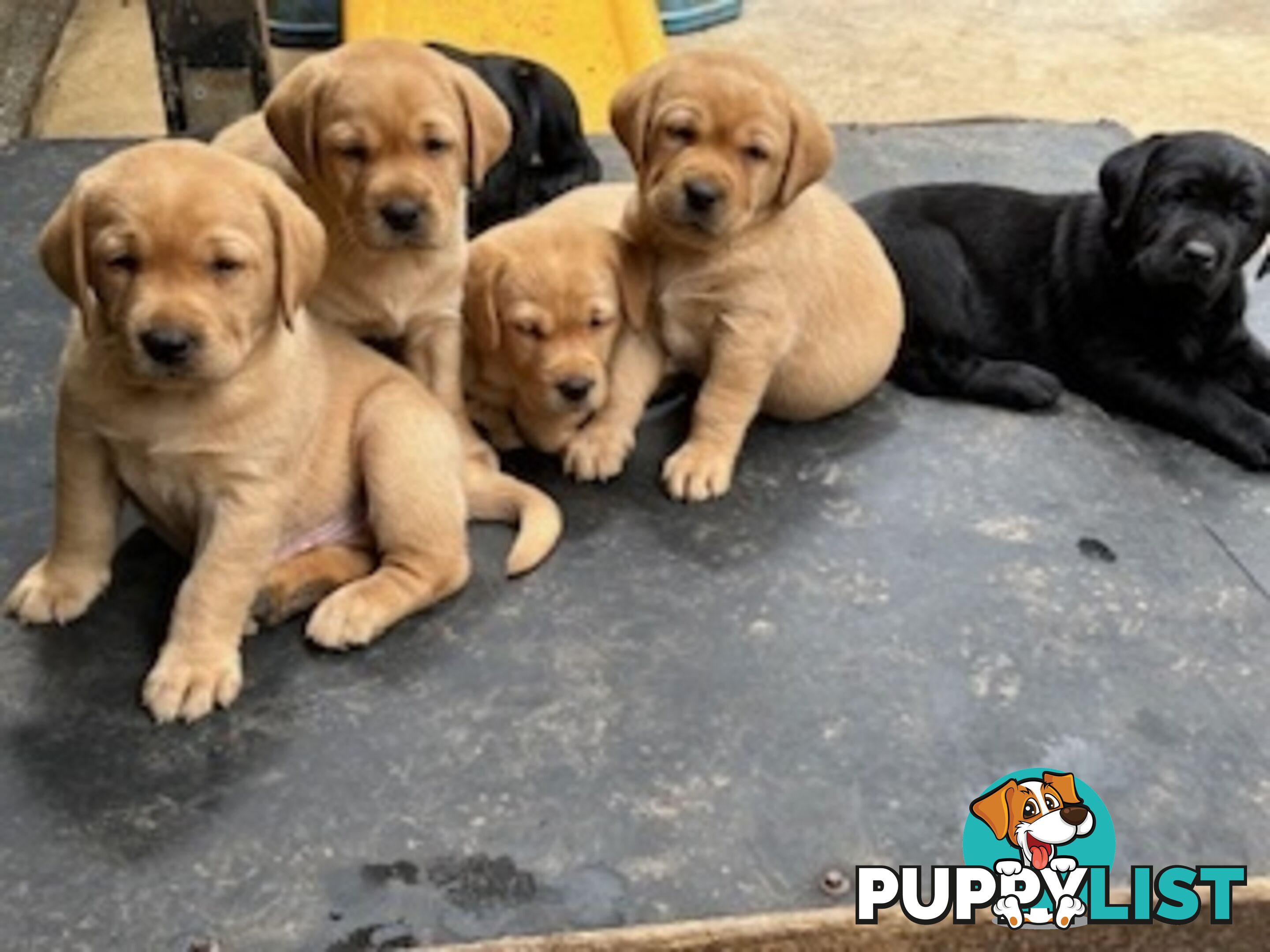 Labrador Puppies Purebred - Adults are hip &amp; elbow scored and full DNA profile..
