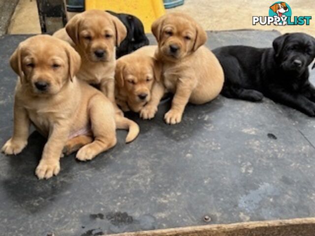 Labrador Puppies Purebred - Adults are hip &amp; elbow scored and full DNA profile..