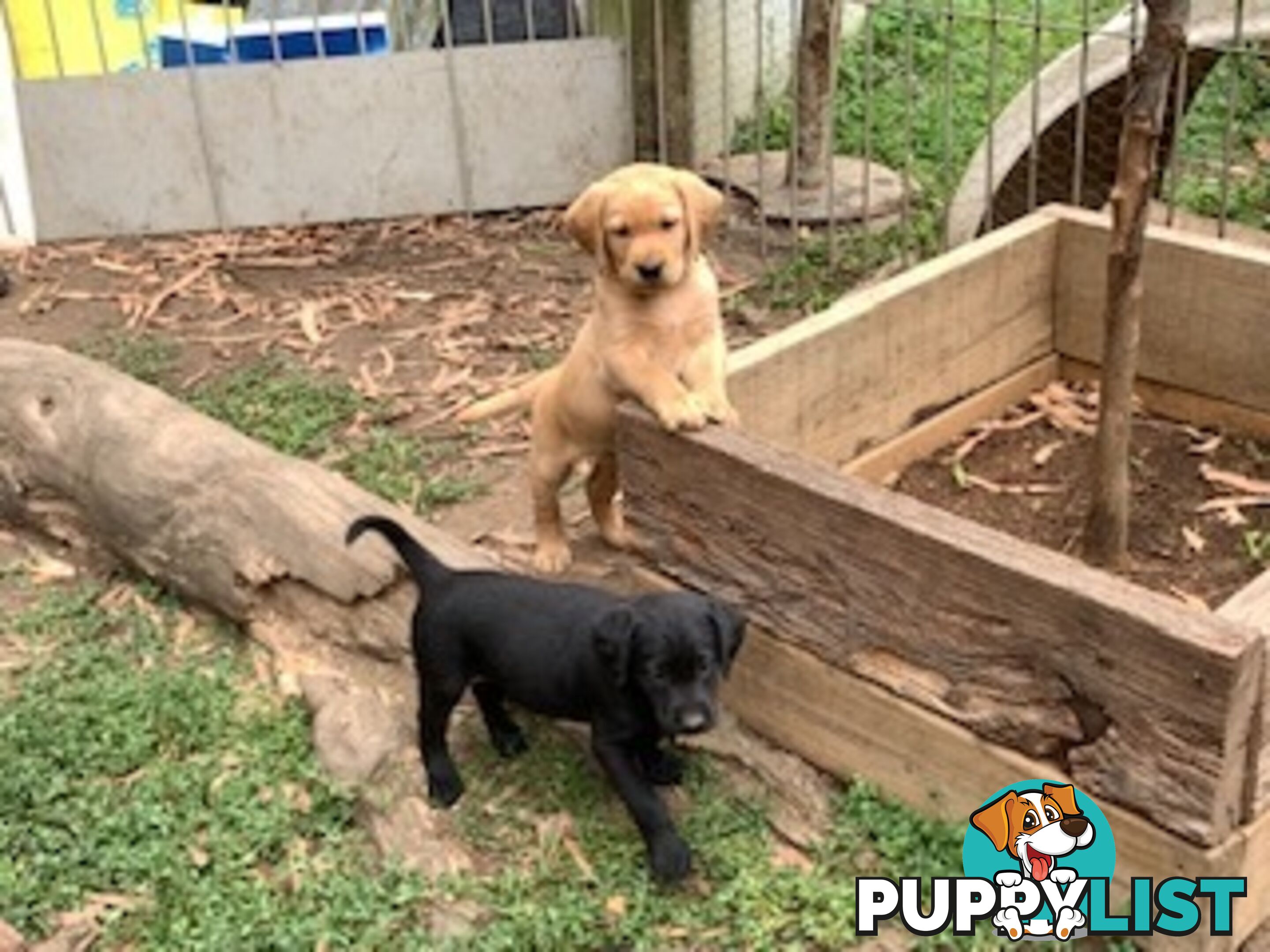 Labrador Puppies Purebred - Adults are hip &amp; elbow scored and full DNA profile..