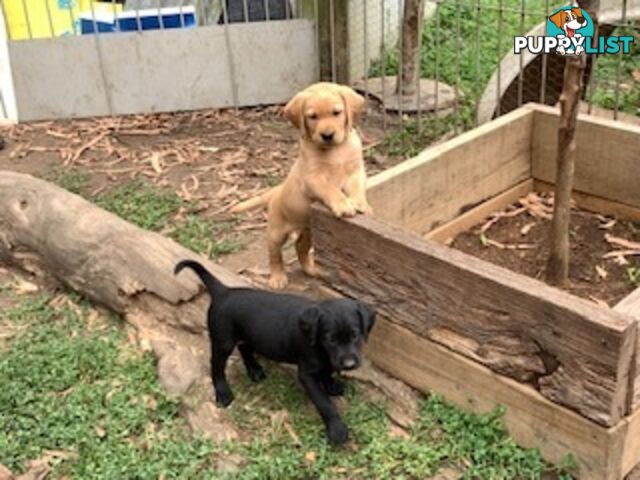 Labrador Puppies Purebred - Adults are hip &amp; elbow scored and full DNA profile..