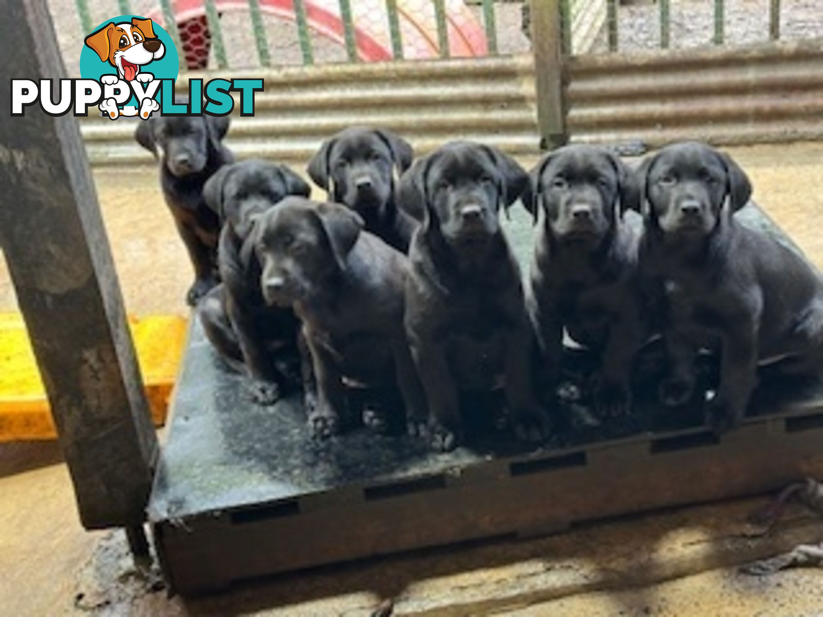 Labrador Puppies Purebred - Adults are hip &amp; elbow scored and full DNA profile..