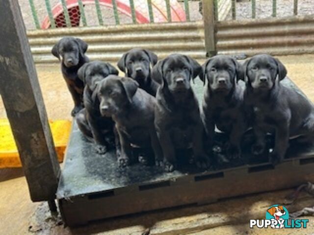 Labrador Puppies Purebred - Adults are hip &amp; elbow scored and full DNA profile..