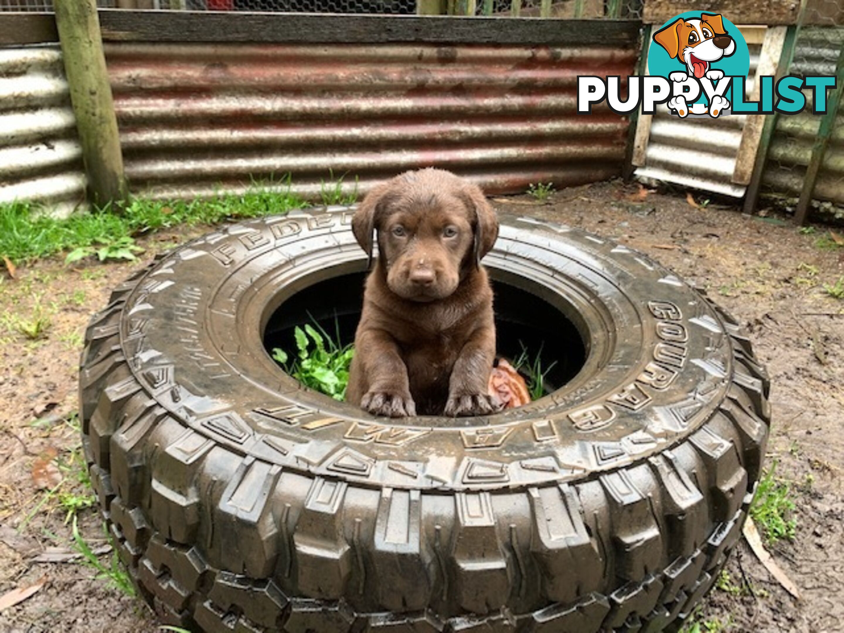 Labrador Puppies Purebred - Adults are hip &amp; elbow scored and full DNA profile..