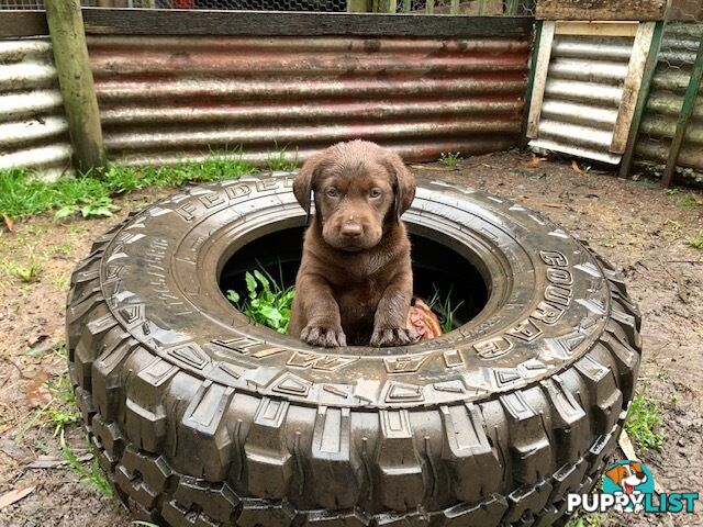 Labrador Puppies Purebred - Adults are hip &amp; elbow scored and full DNA profile..