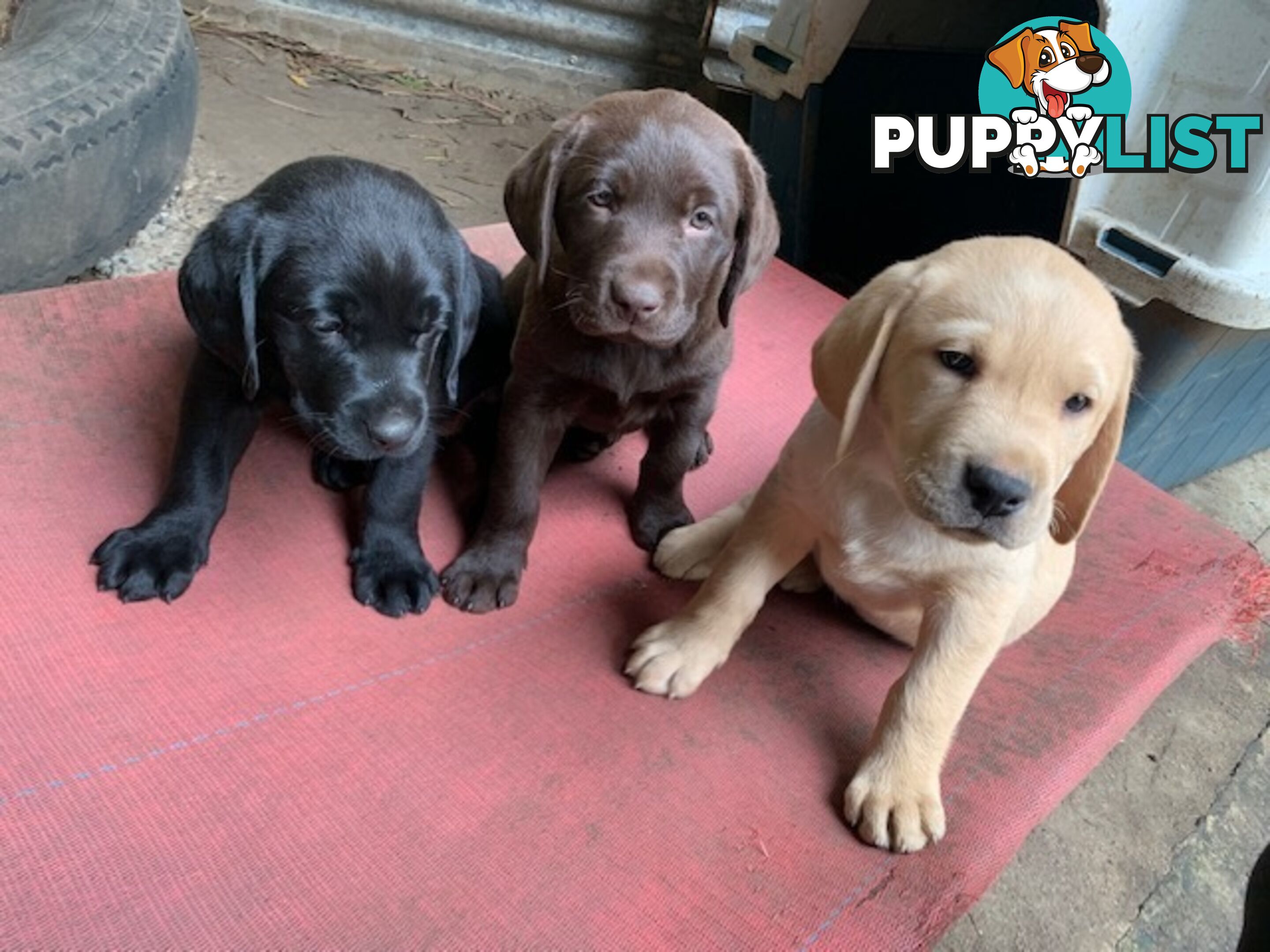 Labrador Puppies Purebred - Adults are hip &amp; elbow scored and full DNA profile..