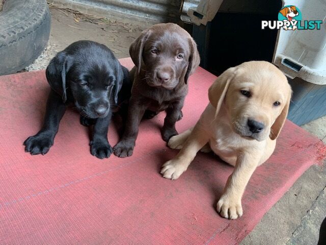 Labrador Puppies Purebred - Adults are hip &amp; elbow scored and full DNA profile..