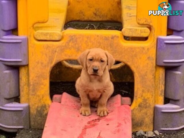 Labrador Puppies Purebred - Adults are hip &amp; elbow scored and full DNA profile..