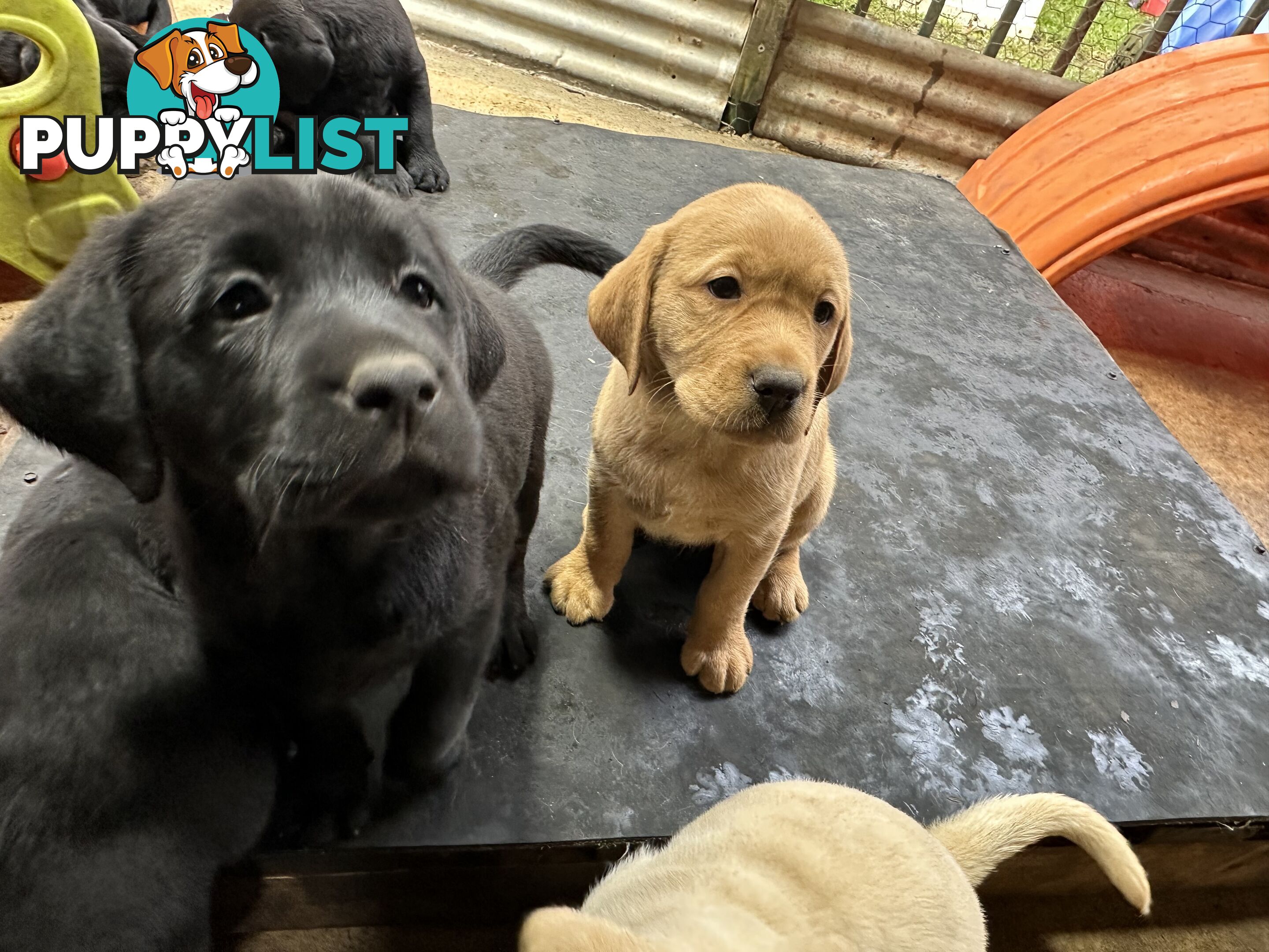 Labrador Puppies Purebred - Adults are hip &amp; elbow scored and full DNA profile..