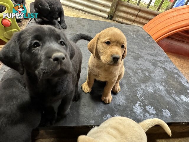 Labrador Puppies Purebred - Adults are hip &amp; elbow scored and full DNA profile..