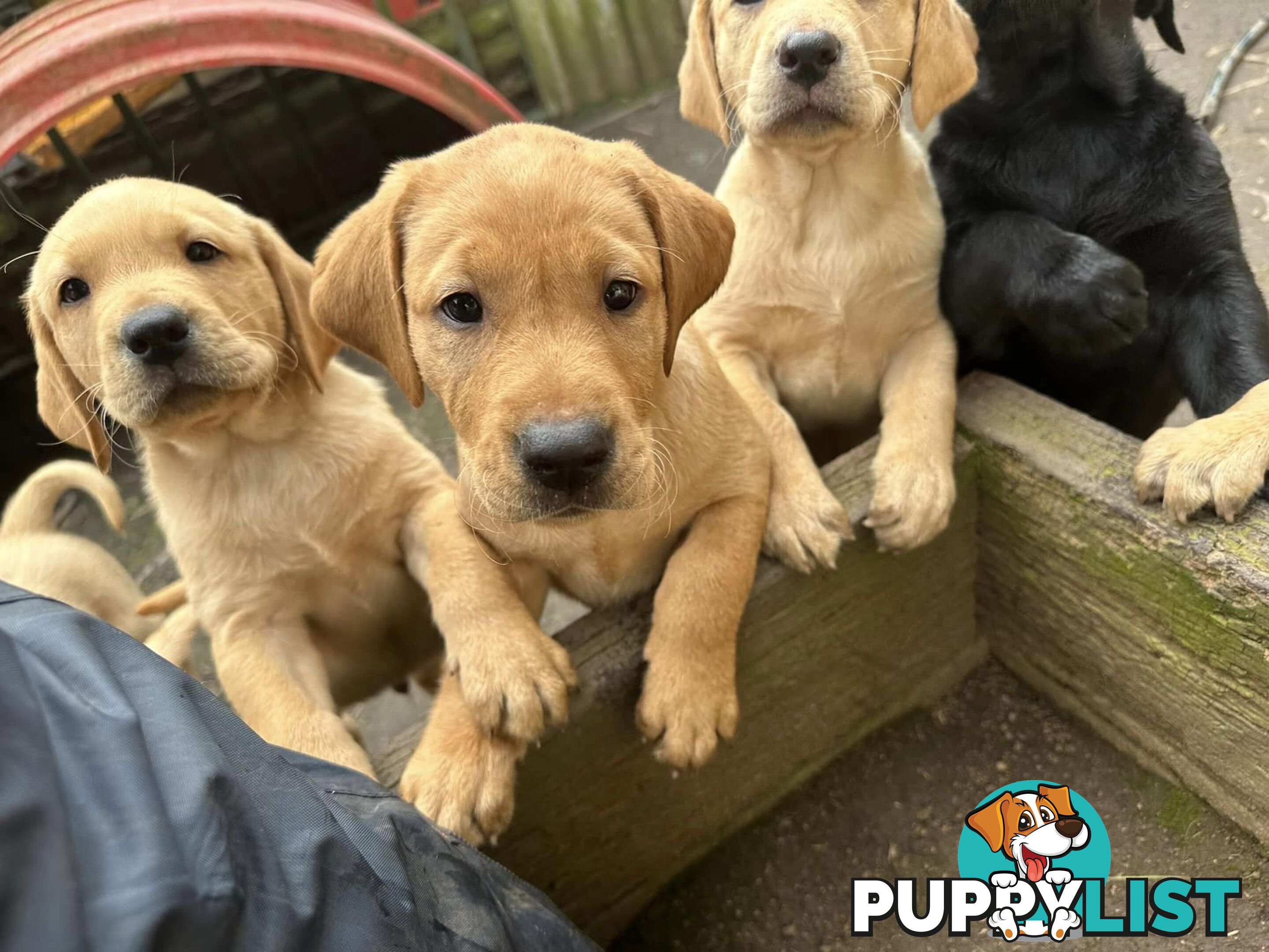 Labrador Puppies Purebred - Adults are hip &amp; elbow scored and full DNA profile..