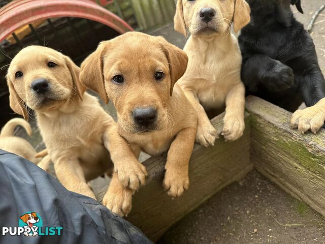 Labrador Puppies Purebred - Adults are hip &amp; elbow scored and full DNA profile..