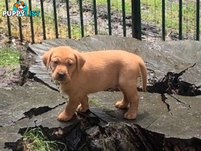 Labrador Puppies Purebred - Adults are hip &amp; elbow scored and full DNA profile..