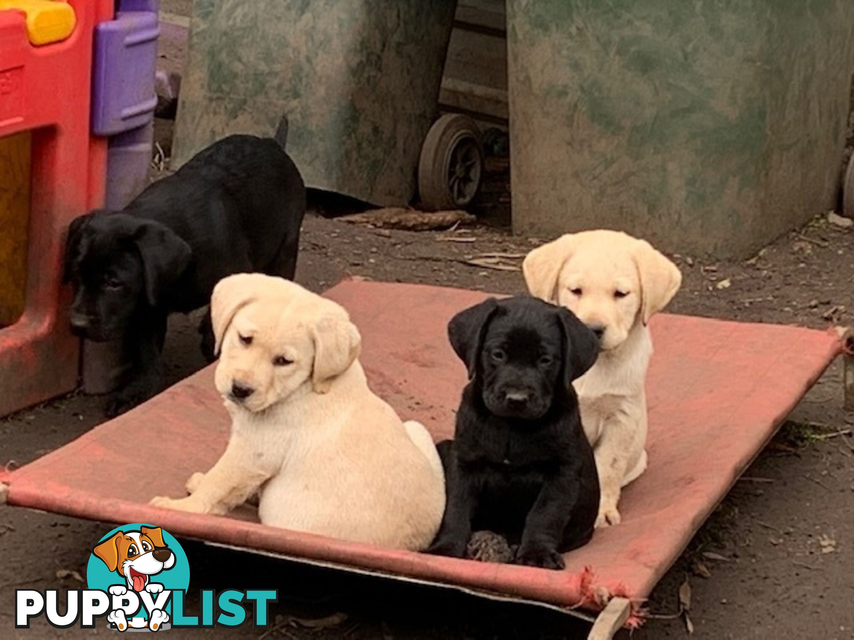 Labrador Puppies Purebred - Adults are hip &amp; elbow scored and full DNA profile..