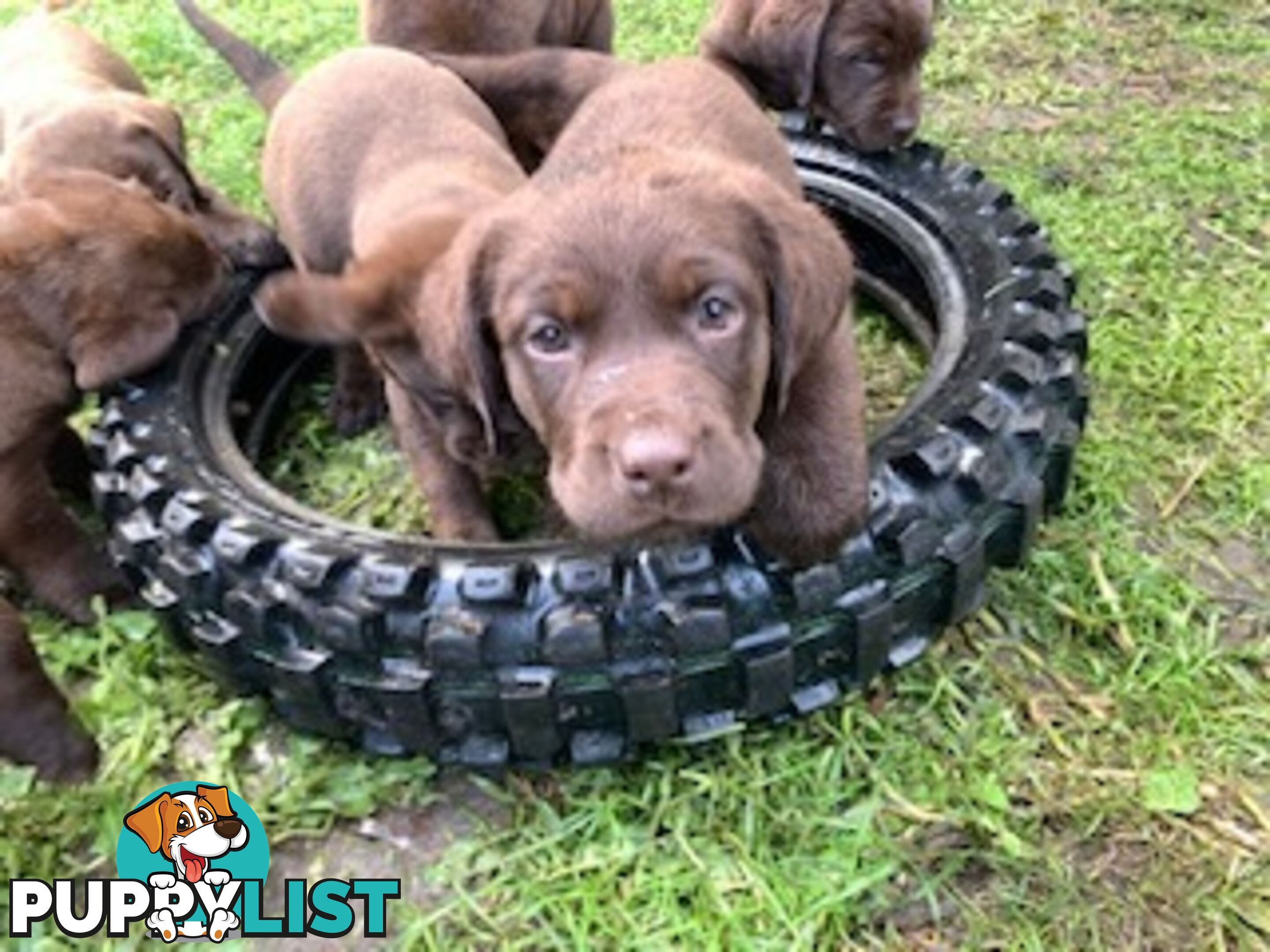 Labrador Puppies Purebred - Adults are hip &amp; elbow scored and full DNA profile..