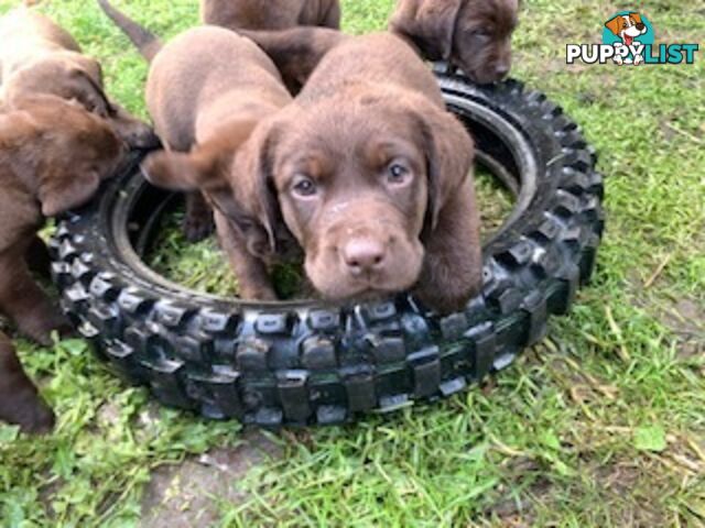 Labrador Puppies Purebred - Adults are hip &amp; elbow scored and full DNA profile..