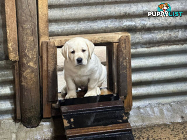 Labrador Puppies Purebred - Adults are hip &amp; elbow scored and full DNA profile..