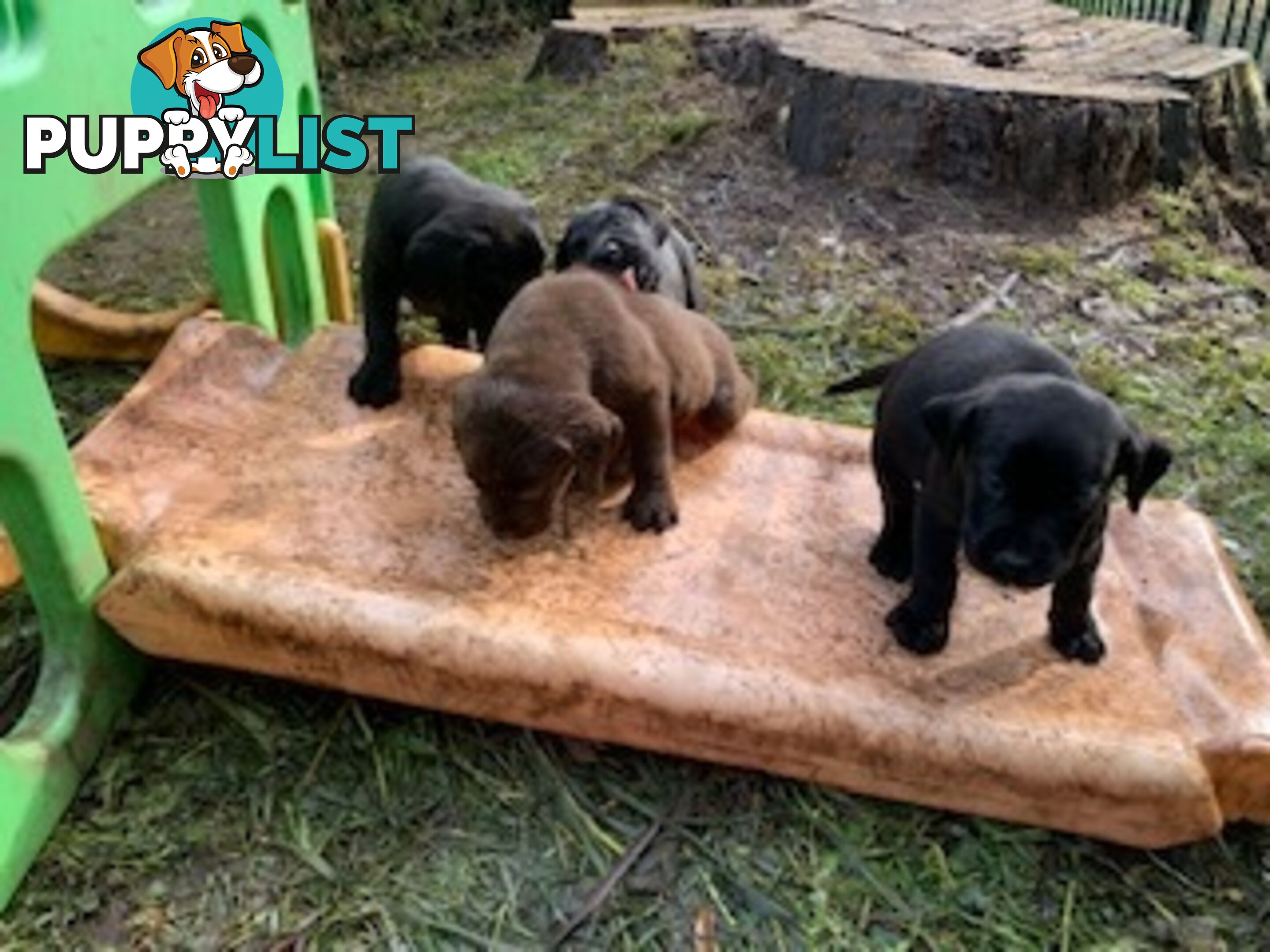 Labrador Puppies Purebred - Adults are hip &amp; elbow scored and full DNA profile..