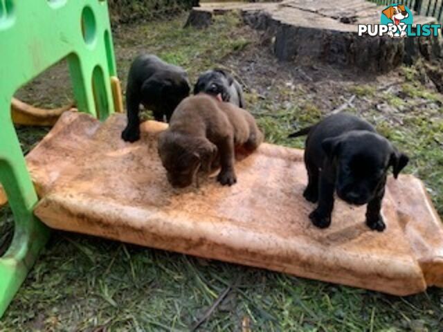 Labrador Puppies Purebred - Adults are hip &amp; elbow scored and full DNA profile..