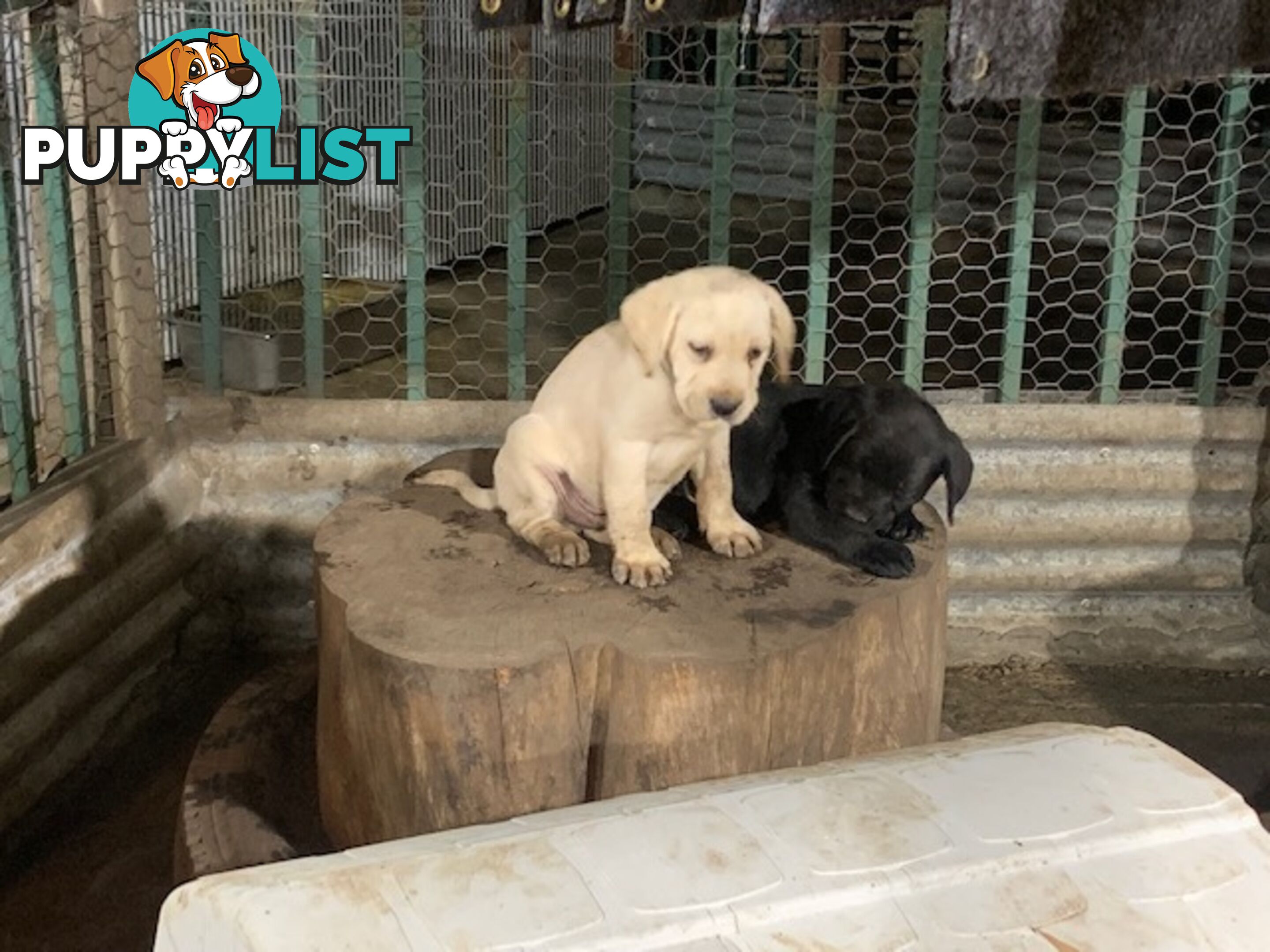 Labrador Puppies Purebred - Adults are hip &amp; elbow scored and full DNA profile..