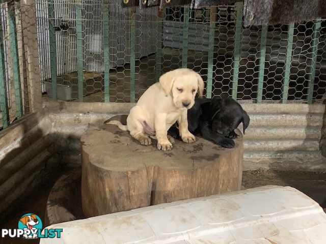 Labrador Puppies Purebred - Adults are hip &amp; elbow scored and full DNA profile..