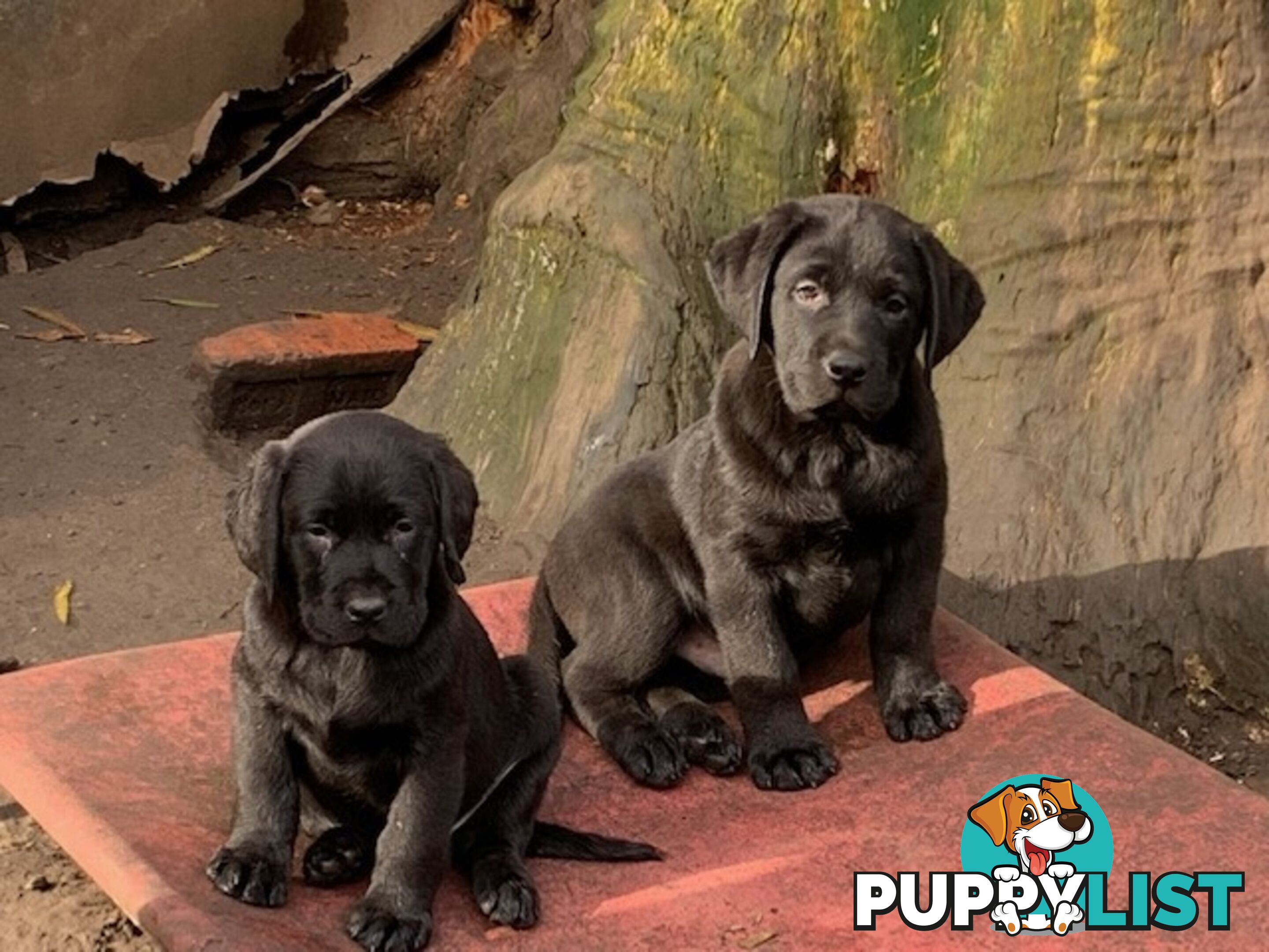 Labrador Puppies Purebred - Adults are hip &amp; elbow scored and full DNA profile..