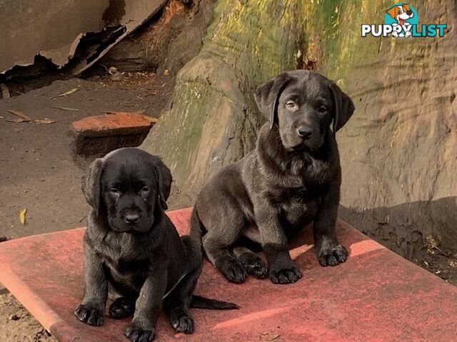 Labrador Puppies Purebred - Adults are hip &amp; elbow scored and full DNA profile..