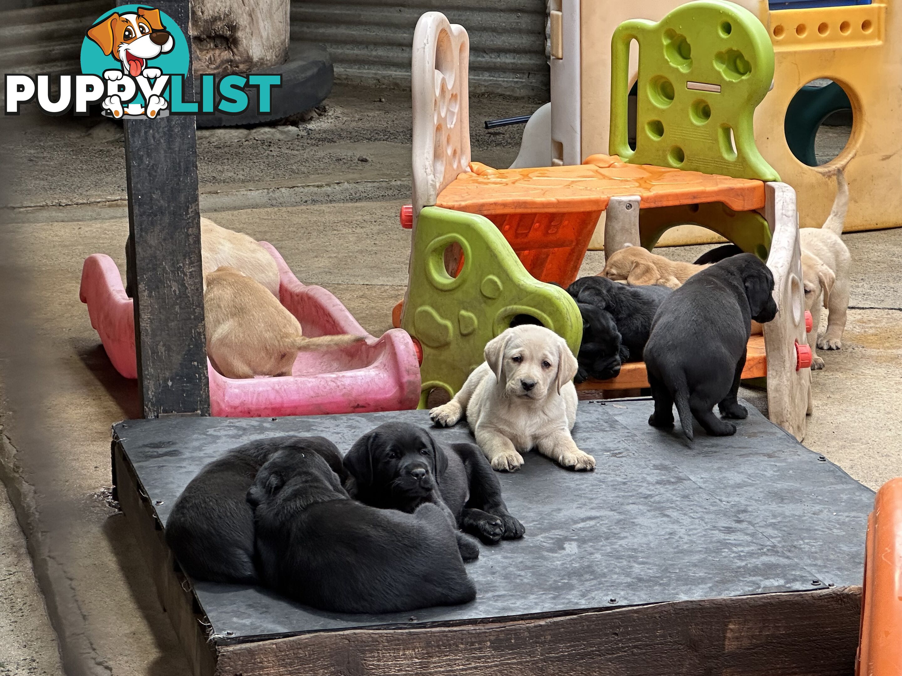 Labrador Puppies Purebred - Adults are hip &amp; elbow scored and full DNA profile..