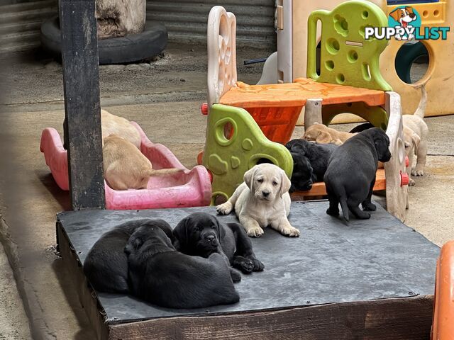 Labrador Puppies Purebred - Adults are hip & elbow scored and full DNA profile..