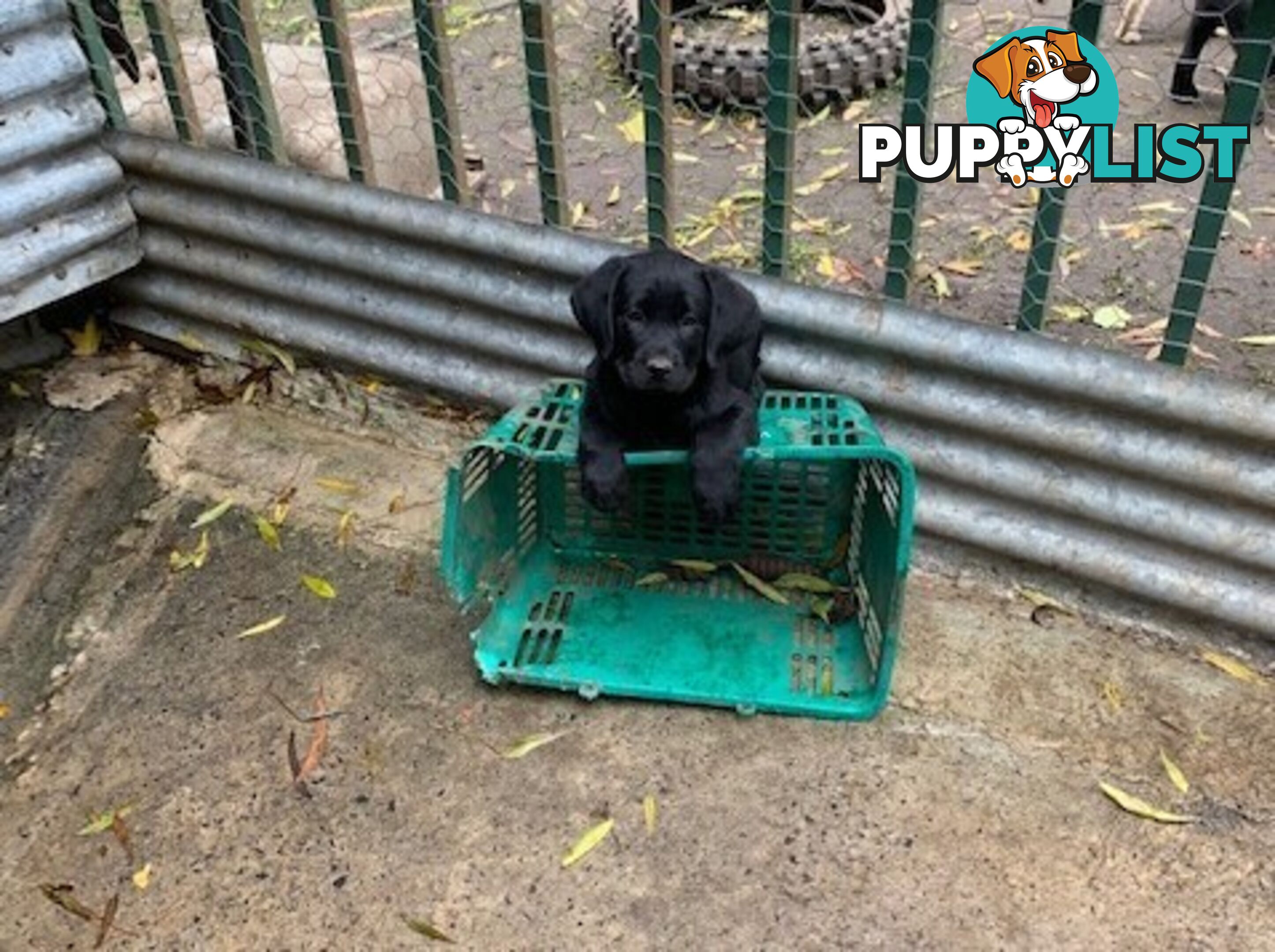 Labrador Puppies Purebred - Adults are hip &amp; elbow scored and full DNA profile..