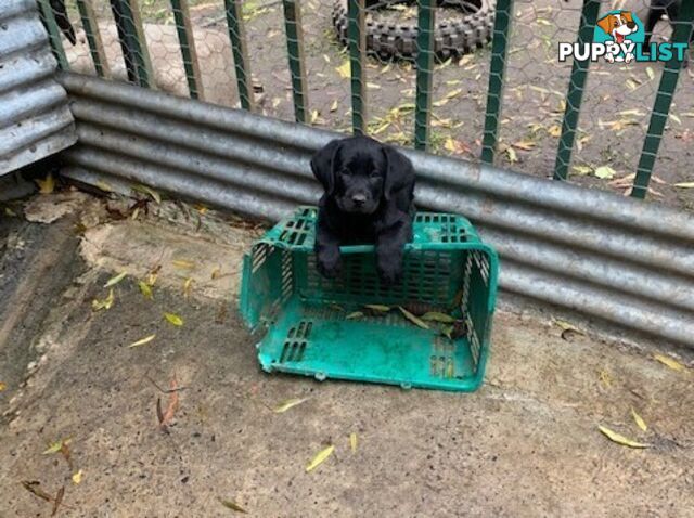 Labrador Puppies Purebred - Adults are hip &amp; elbow scored and full DNA profile..