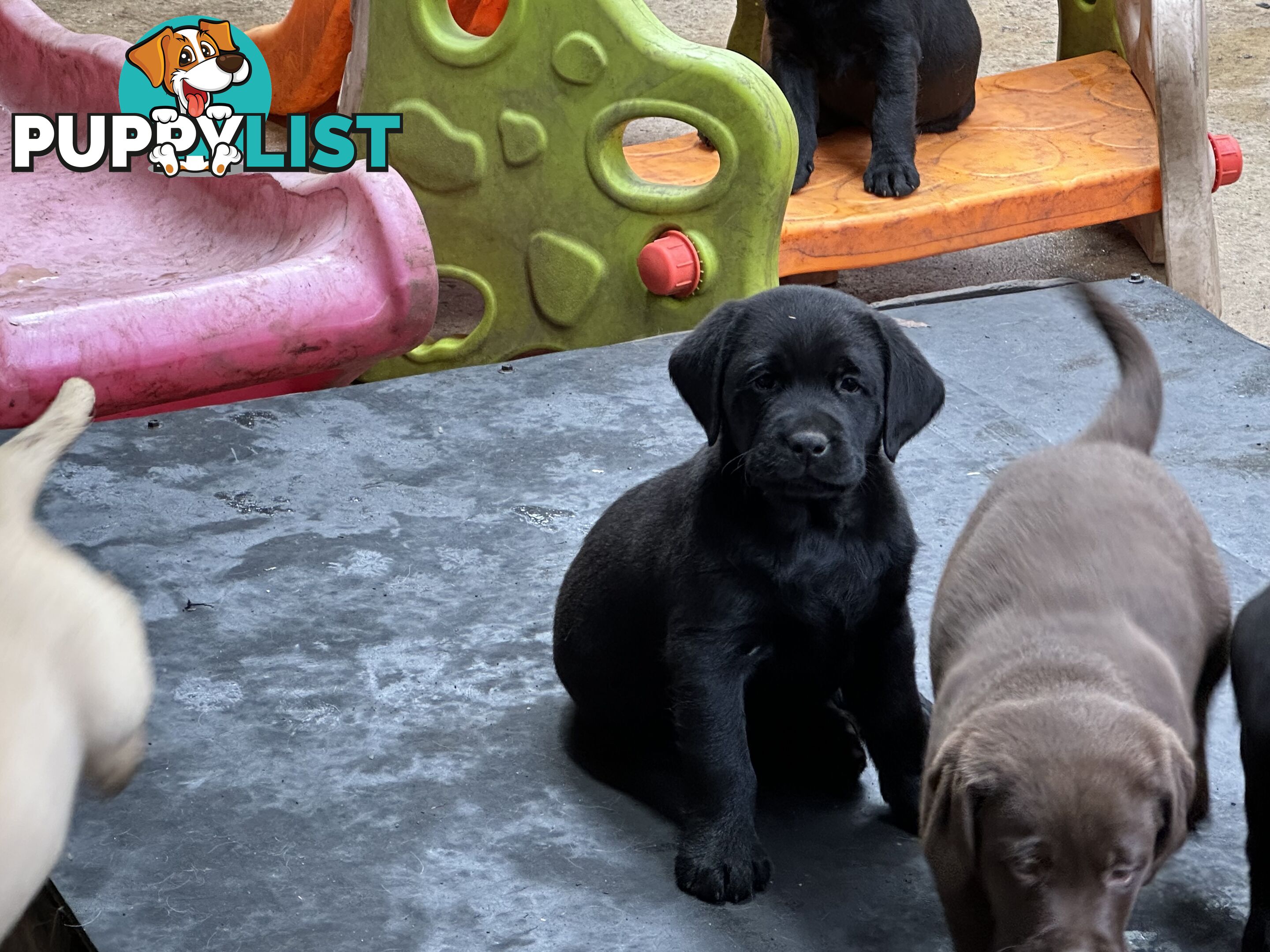 Labrador Puppies Purebred - Adults are hip &amp; elbow scored and full DNA profile..